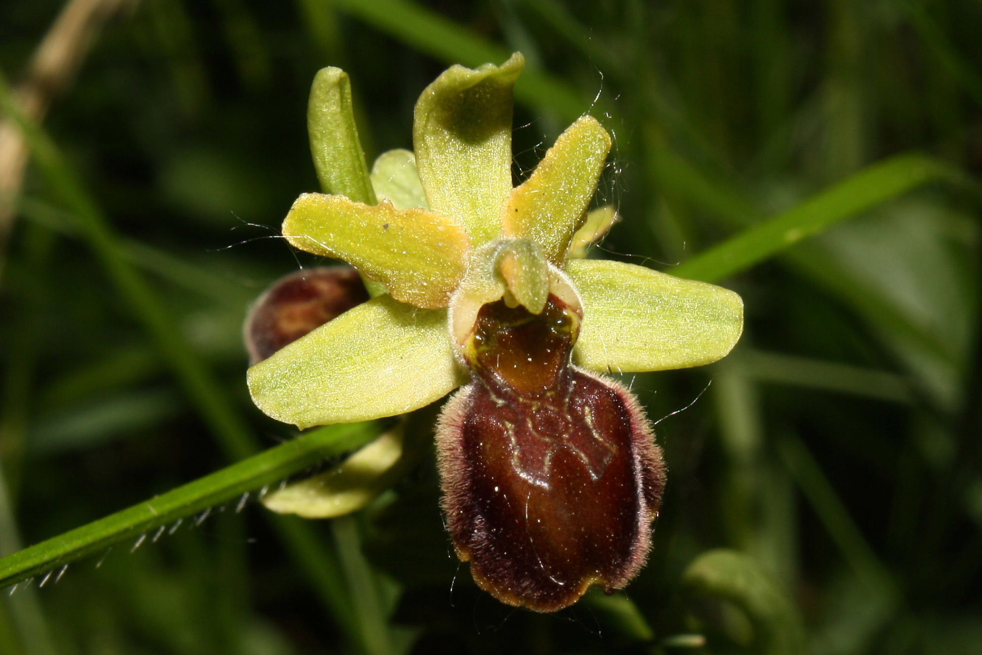 Ophrys sphegodes da determinare-2